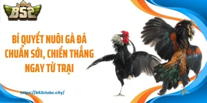 Bí Quyết Nuôi Gà Đá Chuẩn Sới, Chiến Thắng Ngay Từ Trại